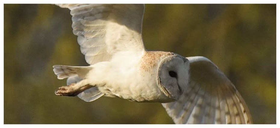 Barn Owls May Hold Key To Navigation Location Devices Study